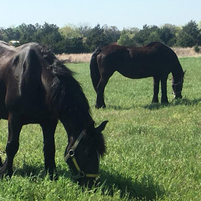 Team photo-Black Percheron horses