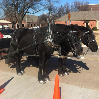 Team photo-Horses